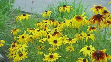 花朵小黄花小花绿植植被自然视频的预览图